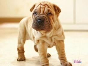 沙皮狗图片搞笑