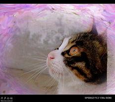 你的眼神创作背景,探寻眼神背后的故事与情感